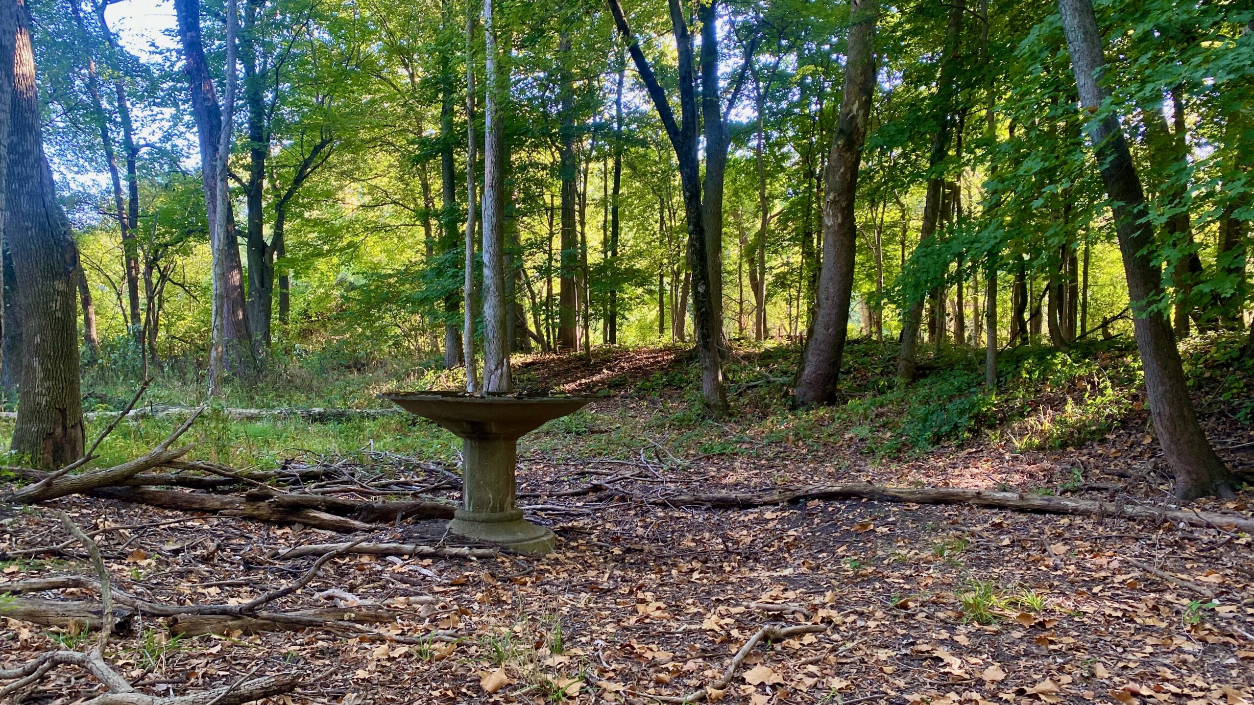 An abandoned fountain in the woods.