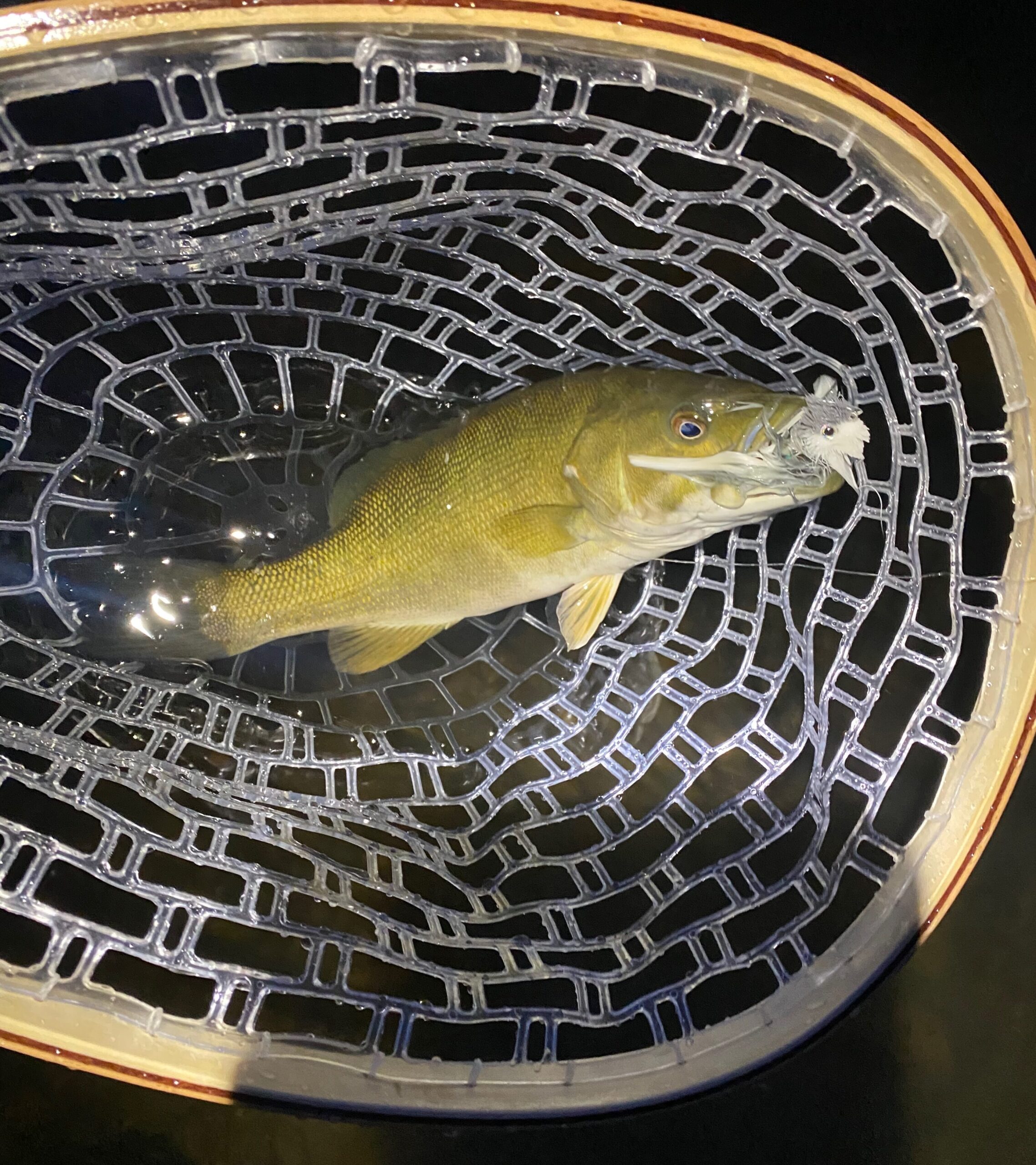 A smallmouth bass eats a swimmin